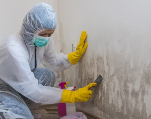 Mold Removal